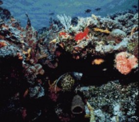 Few 256 Color Pics, A (PD) Rom